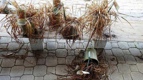 Stakes '15 - DSC06644.jpg