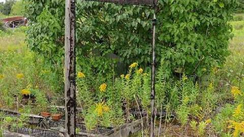 Burnt But Standing photo 2