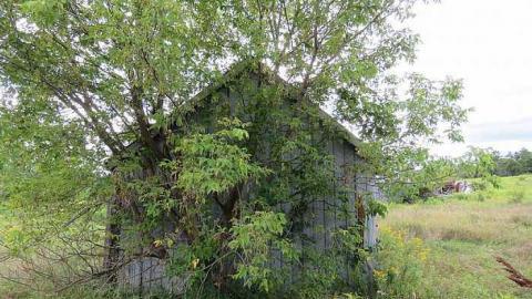 Burnt but Standing  - Shed tree.jpg
