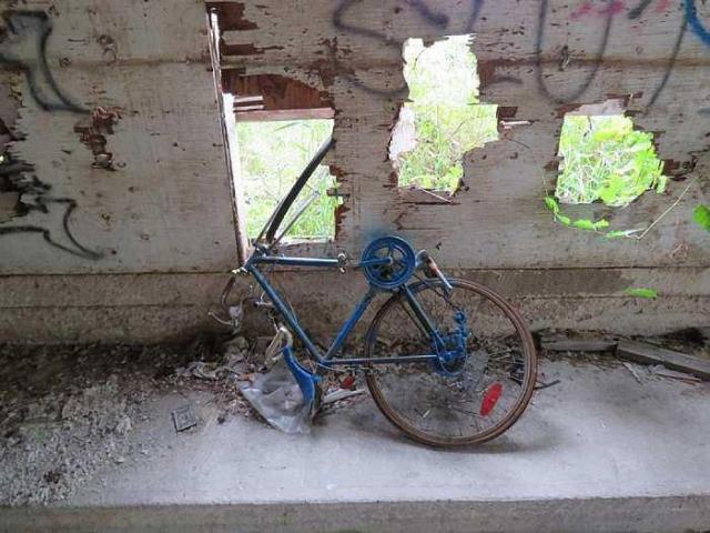 Burnt But Standing photo 4