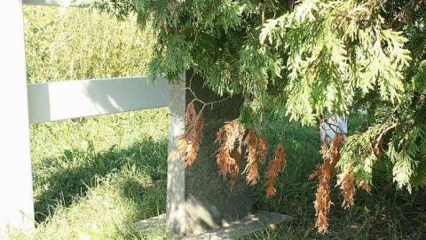Sept 2015 - Quigley-Corners-Cemetery8.jpg