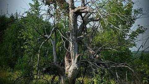 Hawkestone Homestead - Studio_20150907_112918.jpg