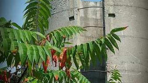 Hawkestone Homestead - Studio_20150907_112802.jpg