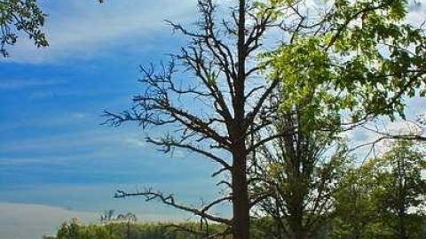 Turbulent Times - Long-Pioneer-Cemetery15.jpg