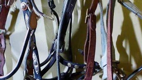 Horsey Folks - n-P1030805.jpg