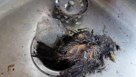 NEATO - q-P1030904.jpg