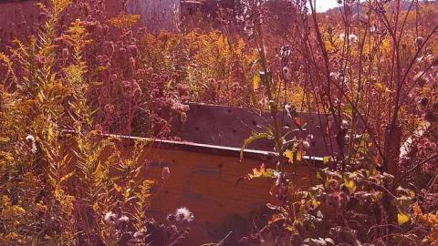 the oasis - The-Oasis3.jpg