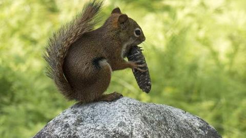 Summer trip - i-Chipmunk.jpg