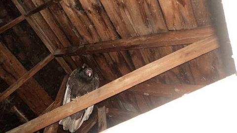 Tremaine Farm House - i-DSC02616.jpg