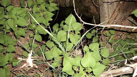 Collapsing Milton Farmhouse - o-DSC02566.jpg