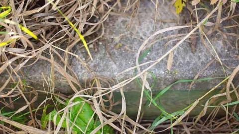 Timo's Eagle Eye - Wilder-Family-Cemetery18.jpg