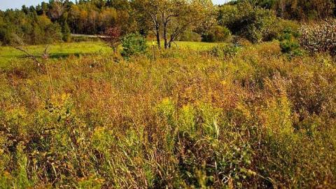 Timo's Eagle Eye - Wilder-Family-Cemetery16.jpg