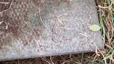 Timo's Eagle Eye - Wilder-Family-Cemetery4.jpg