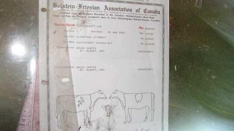 Holsteins - Tisk-Tisk,-Taska20.jpg