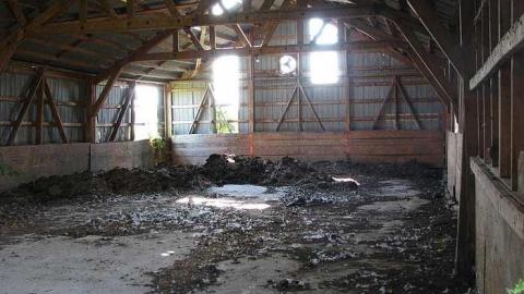 Holsteins - Tisk-Tisk,-Taska28.jpg