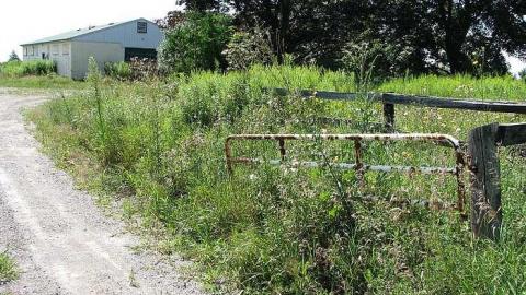 Not so Cocky now - Granny-Cocks-House47.jpg