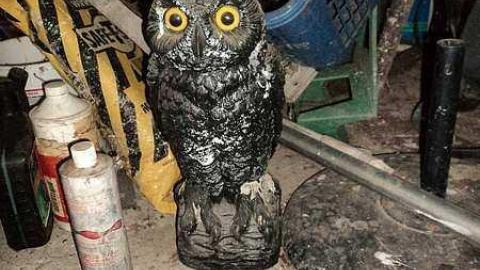 Photo from Canniff Pool House