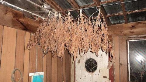 Dried Beans - o-DSC03659.jpg