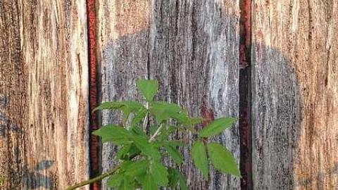 Exterior Photos! - Wholey-Barn33.jpg