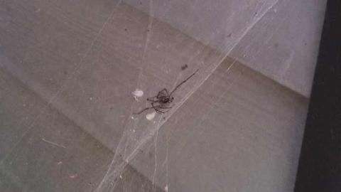 the landing - Cornhuskers-House11.jpg