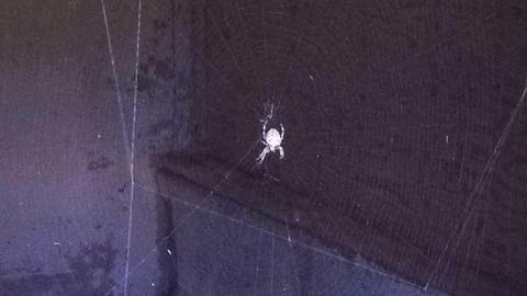 the landing - Cornhuskers-House28.jpg