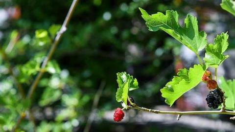 No Place Like Holmes - Holmes-Foundry80.jpg