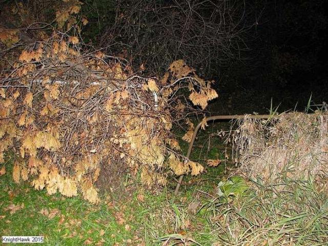 Whitby Ruins photo 3