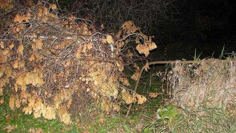 Whitby Ruins photo 3
