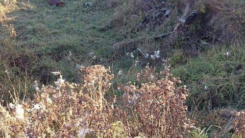 McCowan's Mill remains - Bagotville-(ghost-town)1.jpeg