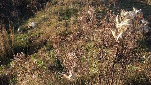 Photo from McCowan's Mill remains