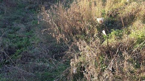 McCowan's Mill remains - Bagotville-(ghost-town)3.jpeg