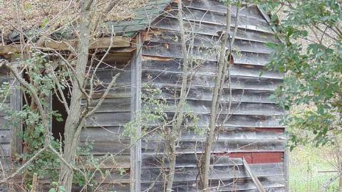 November 4th 2015 - Abandoned-Cabin-in-the-Trees2.jpg