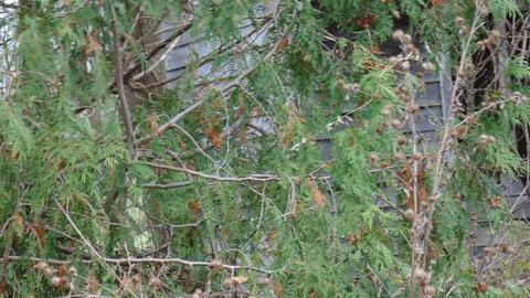 November 4th 2015 - Abandoned-Cabin-in-the-Trees3.jpg