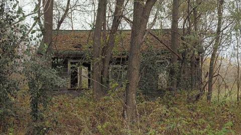 Abandoned Cabin in the Trees photo 2
