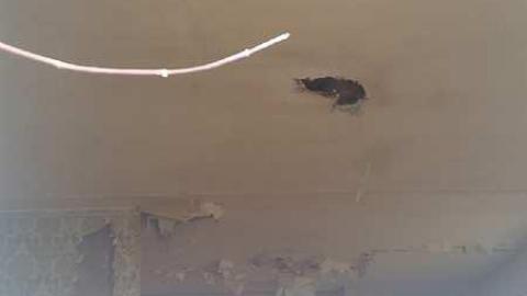 November Scout - Solitary-Survivor12.jpg