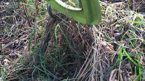 Old Trailer Home? - Deepest-Darkest63.jpg