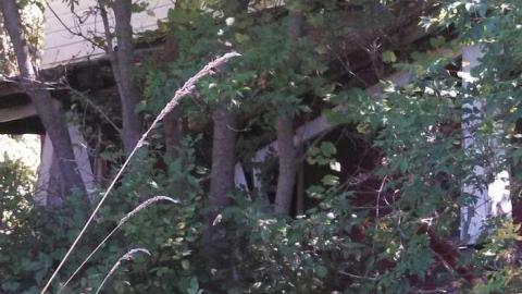 Photo from hidden carnage