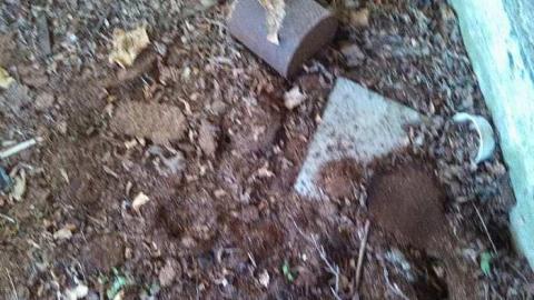 hidden carnage - s-my pictures 009.jpg