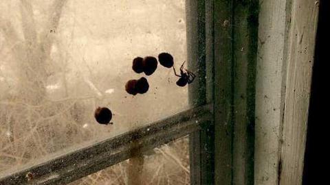 Heart Condition - Clarington, Ontario