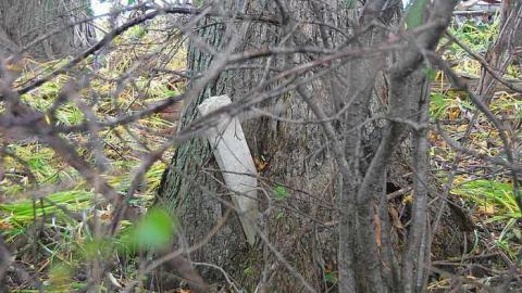Photo from Bethesda Cemetery