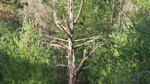 One Last Race - Ghost-Speedway3.jpg