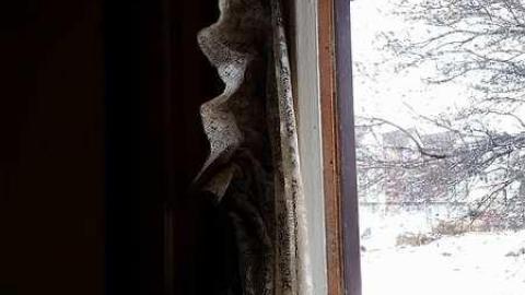 second visit - Solitary-Survivor4.jpg