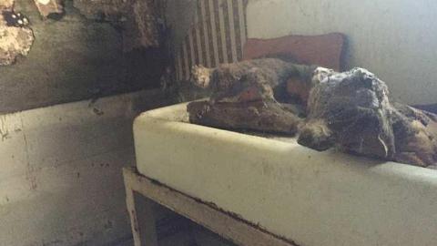 Summer Visit 2014 - Taxidermist-Home12.jpg