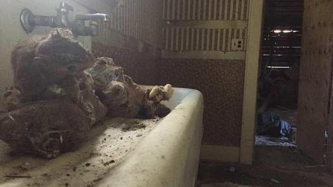 Taxidermist Home photo 5