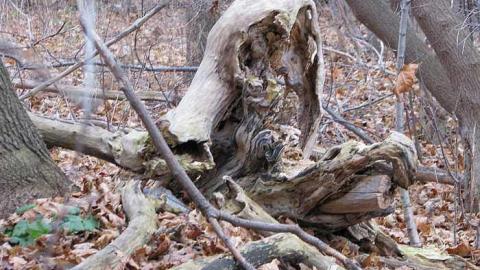 Photo from Reverse Engineering