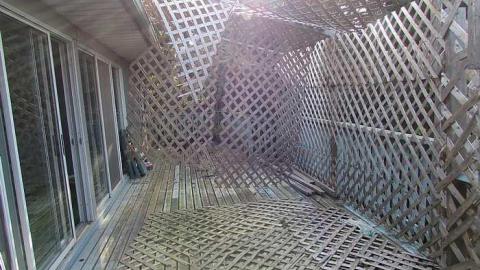 Stachybotrys - Toxic21.jpg