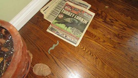 Stachybotrys - Toxic9.jpg