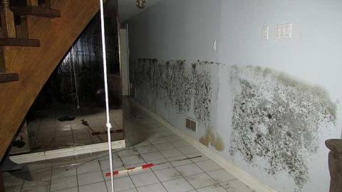 Stachybotrys - Toxic15.jpg