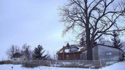 The Revenant - 1d.jpg