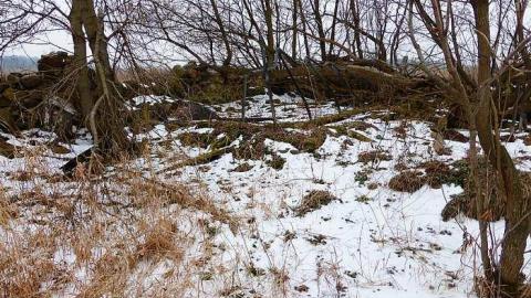 Brannigan - P1050335.jpg